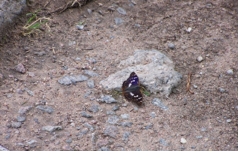 Бабочка, Гатчина, трасса М20