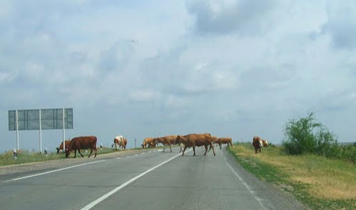 Дорога Суровикино - Серафимович, коровы, как доехать до абхазии