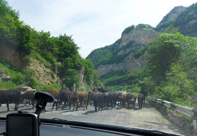 коровы на дороге
