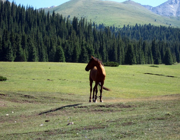 кони в киргизии