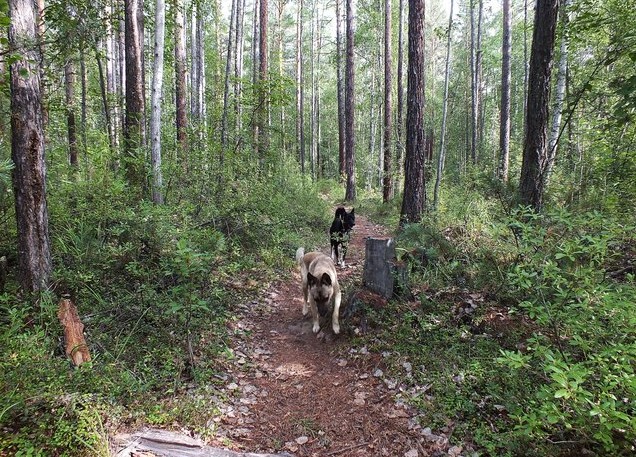 собаки на байкале горная тропа