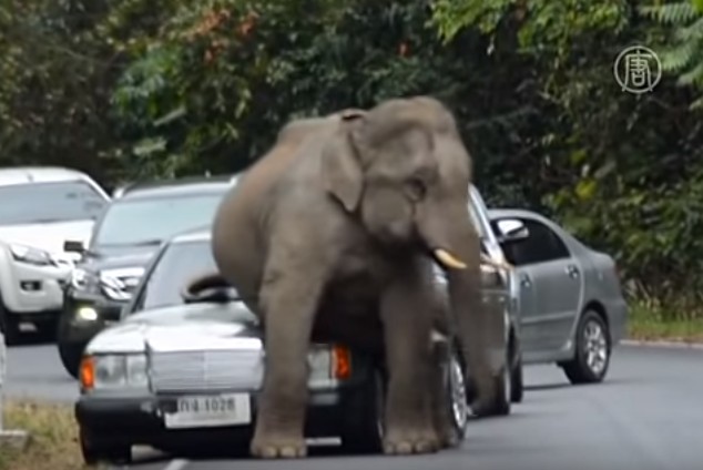 слон уселся на машину