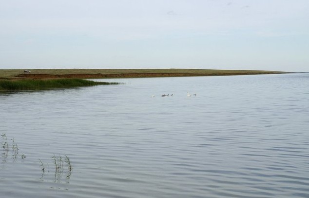 озеро с лебедями