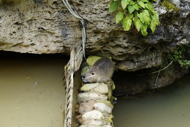 водяная крыса возле речки