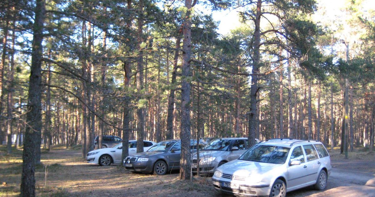 Как правильно парковаться в лесу без штрафа